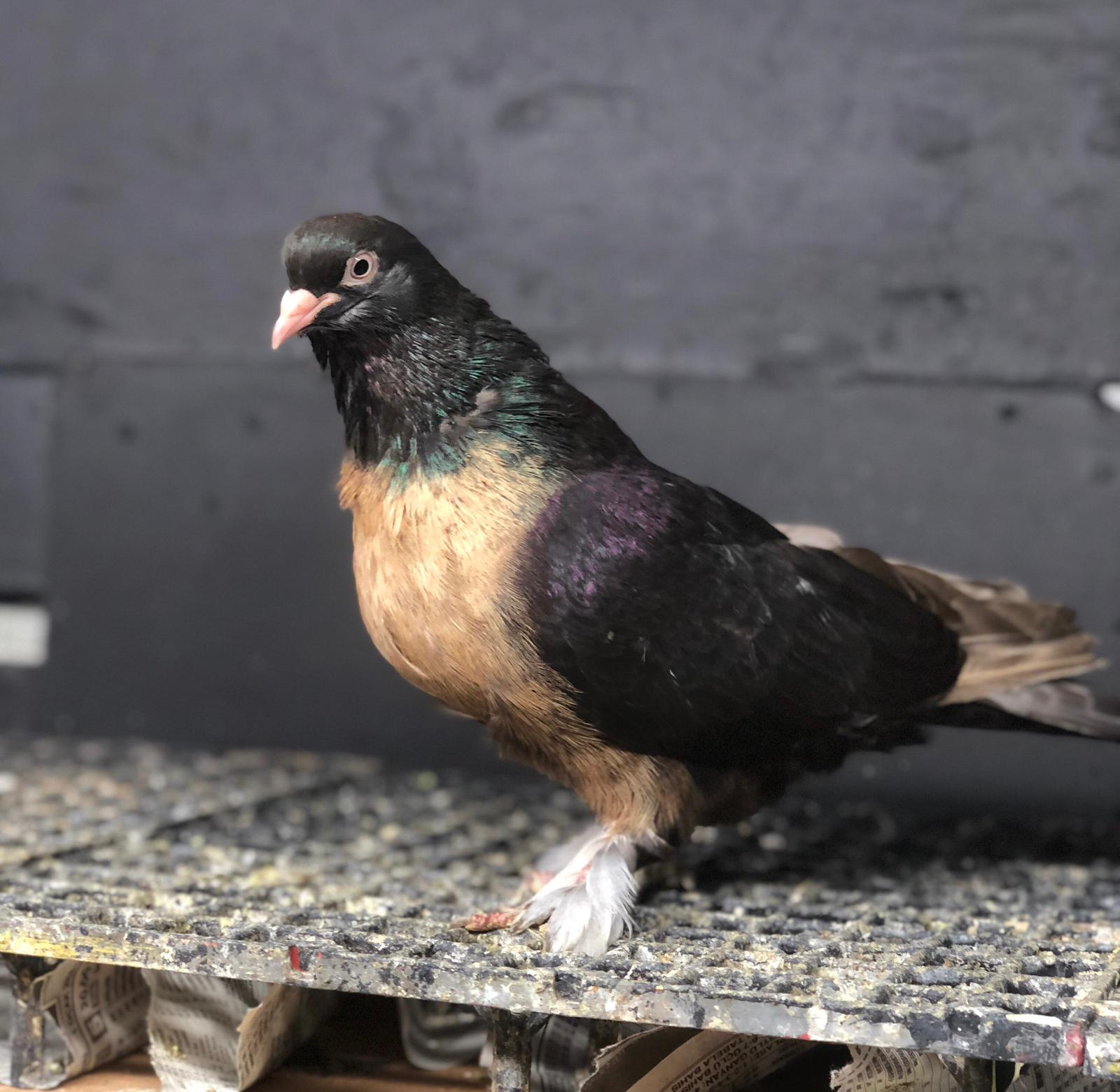 TÜRKİYENİN EN BÜYÜK GÜVERCİNİ